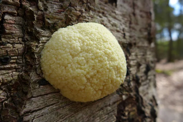 Fungus on the tree in the forest — Stock Photo, Image