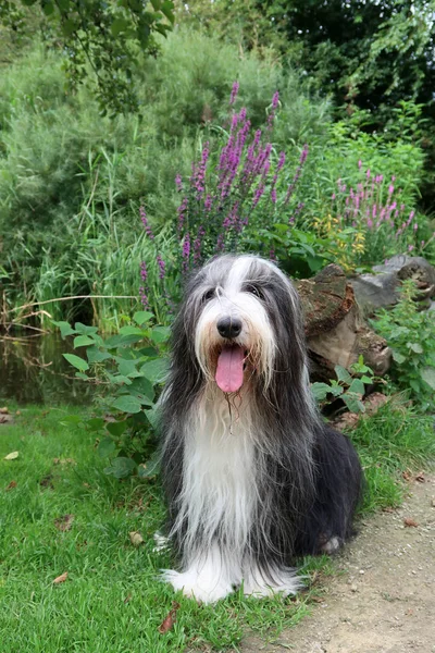 Bearded collie on the nature — Stock Photo, Image