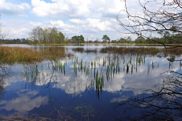 Wild rural  pond in reed — Stock Photo, Image