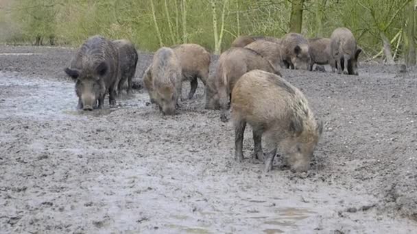 Wilde zwijnen graaft de neus van de grond — Stockvideo