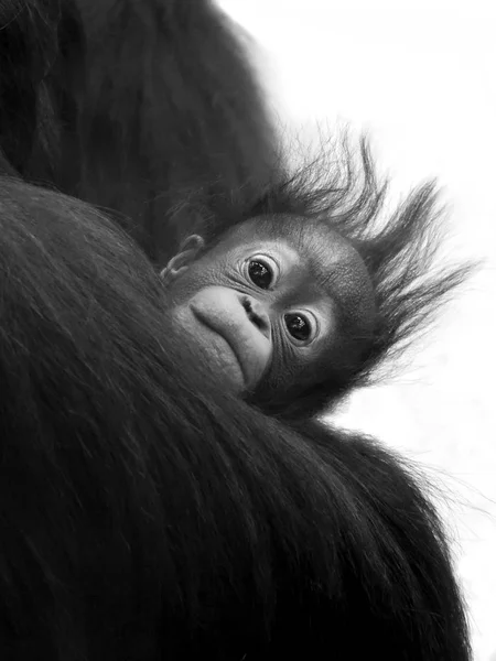 Pequeño bebé gorila — Foto de Stock