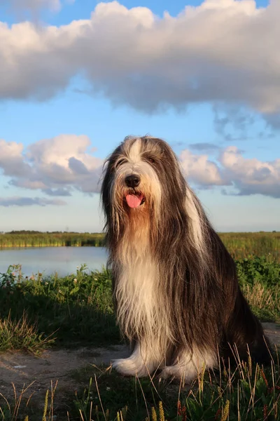 Cão barbudo collie — Fotografia de Stock