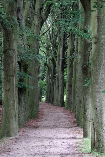 Fußweg im grünen Wald — Stockfoto