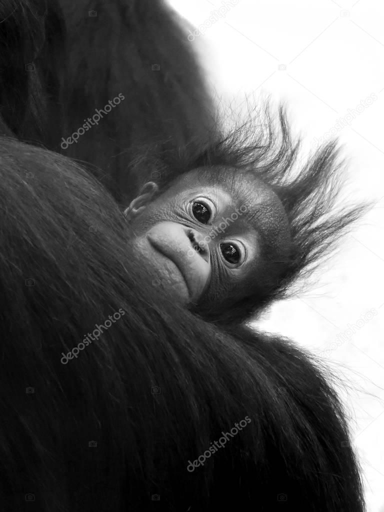 little Baby gorilla