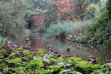 Sonbahar ormanında nehir 