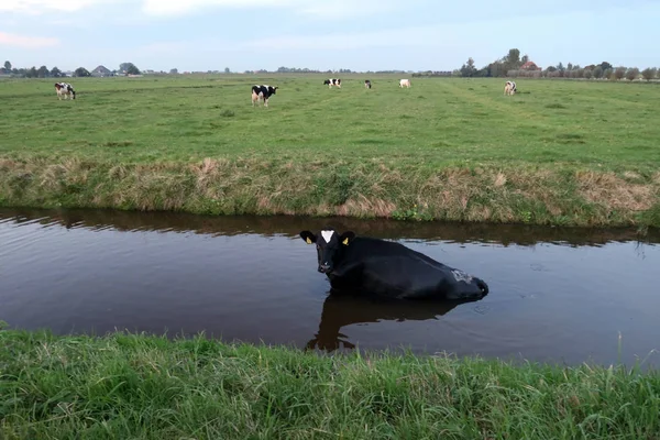 Black cow in pond — Stock Photo, Image