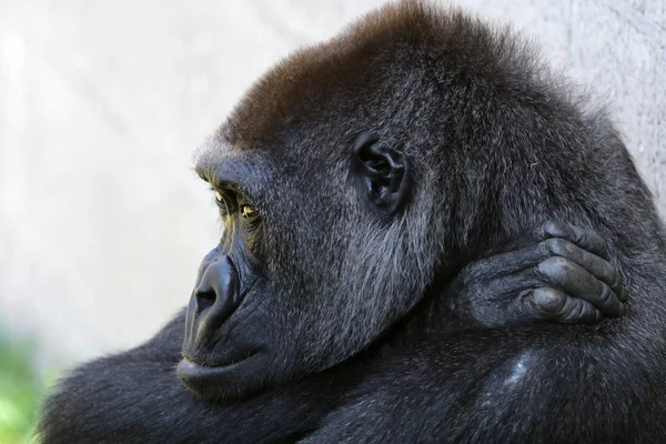 Close up portrait of Gorilla — Stock Photo, Image