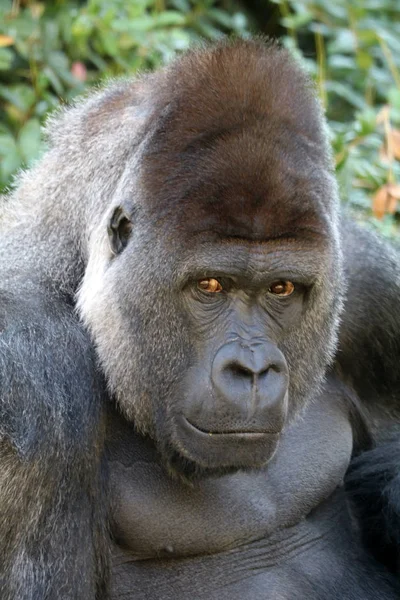 Közelről Gorilla portréja — Stock Fotó
