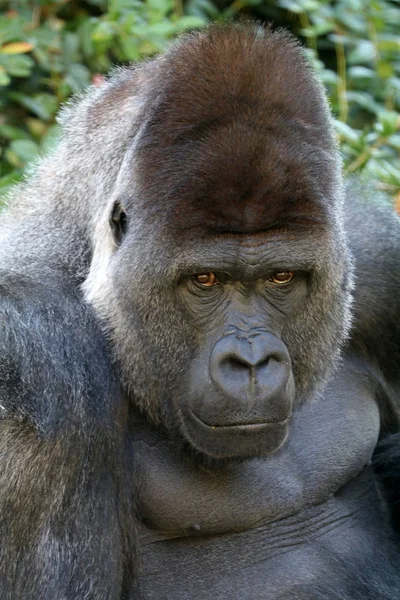 Nahaufnahme Porträt eines Gorillas — Stockfoto