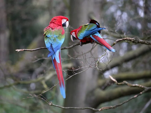 Loros guacamayos en el árbol — Foto de Stock