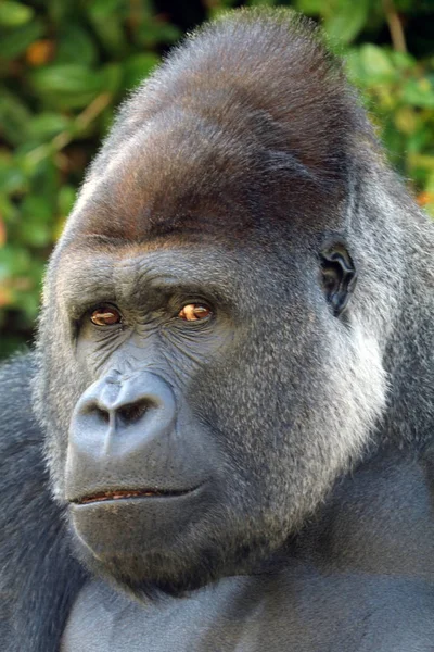 Nahaufnahme Porträt eines Gorillas — Stockfoto