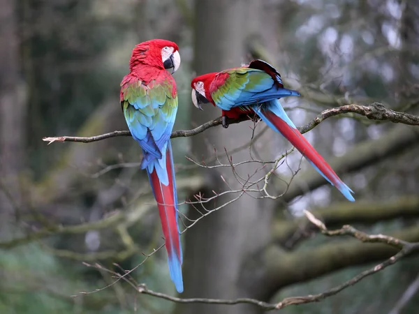 Loros guacamayos en el árbol —  Fotos de Stock