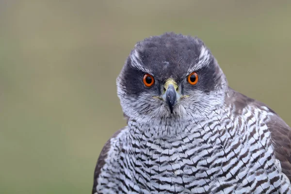 Fågel duvhök — Stockfoto