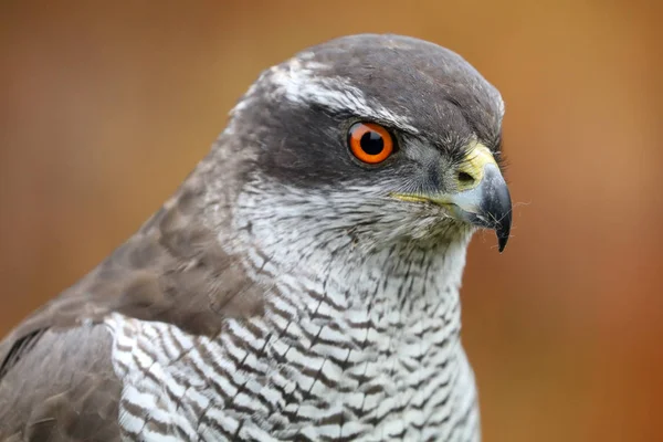 Oiseau Autour des palombes — Photo