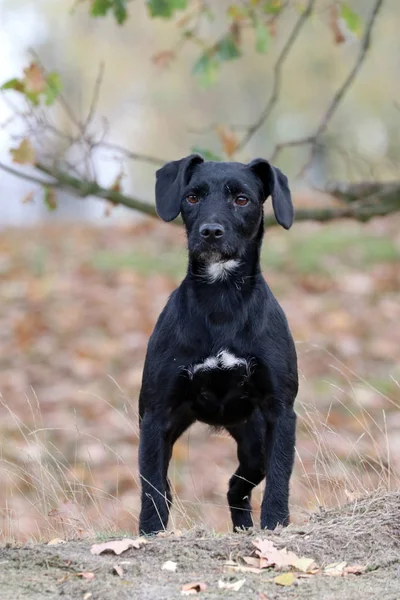 Hunter Hound dog — Stockfoto