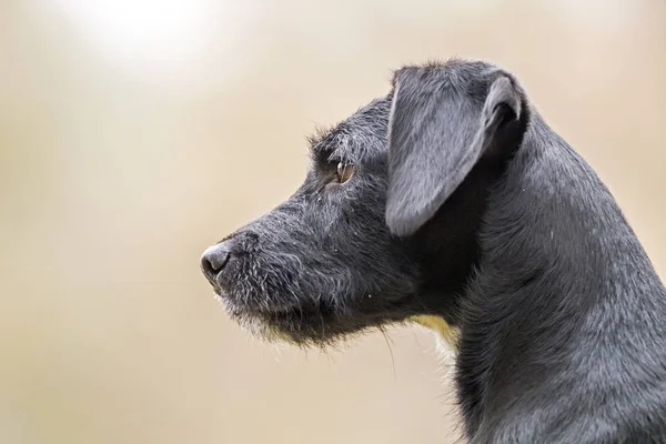 Caçador Cão de caça — Fotografia de Stock