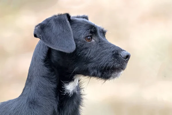 Caçador Cão de caça — Fotografia de Stock