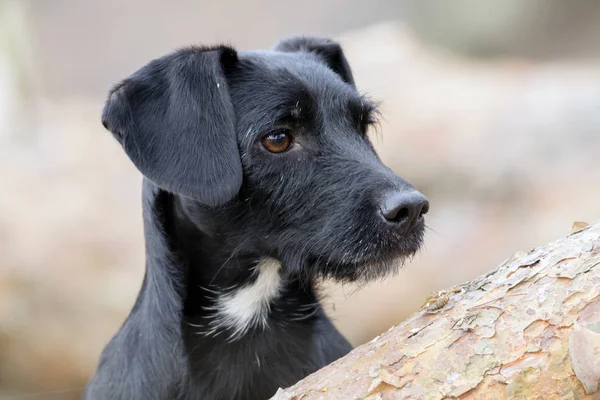 avcı av köpeği