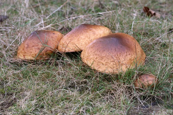 Mushrooms in the forest — Stock Photo, Image