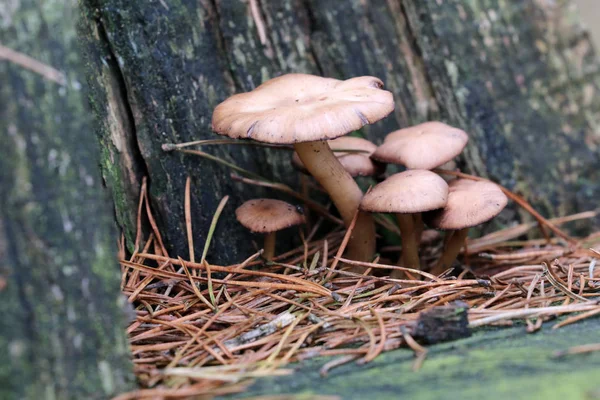 Mushrooms in the forest — Stock Photo, Image