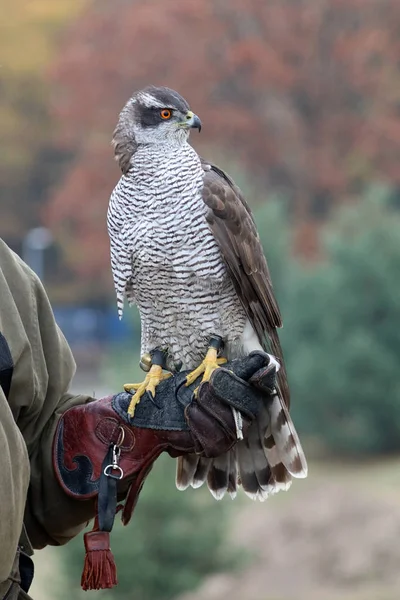 Bird northern goshawk — Stock Photo, Image