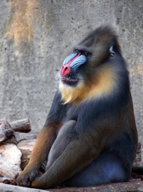 mandril monkey male clipart