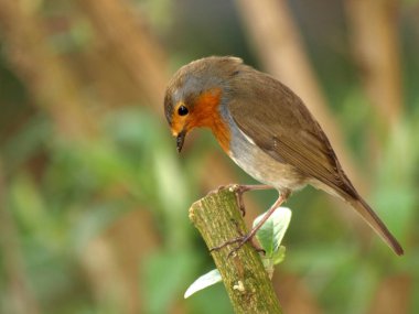 little robin bird clipart