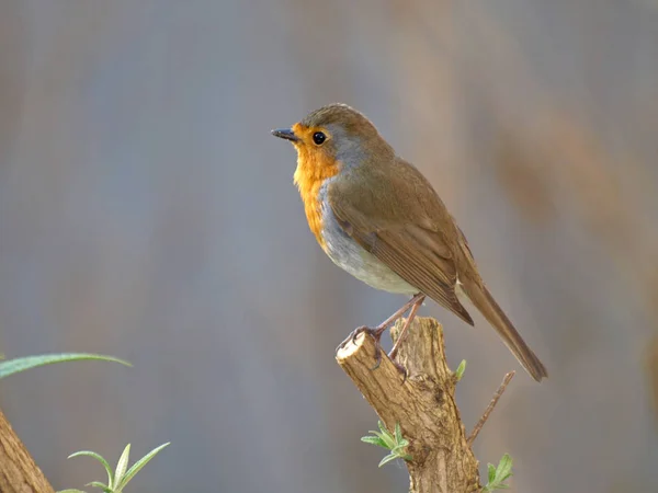 Little robin bird — Stock Photo, Image