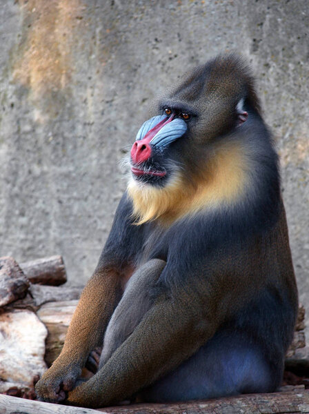 mandril monkey male