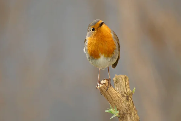 Robin vogeltje — Stockfoto