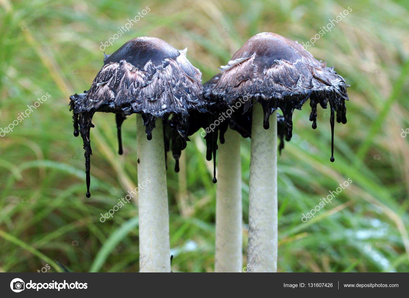 Tres setas de tinta — Foto de stock #131607426 © EBFoto, image size:1600x1167