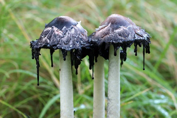 Три чернильных гриба — стоковое фото