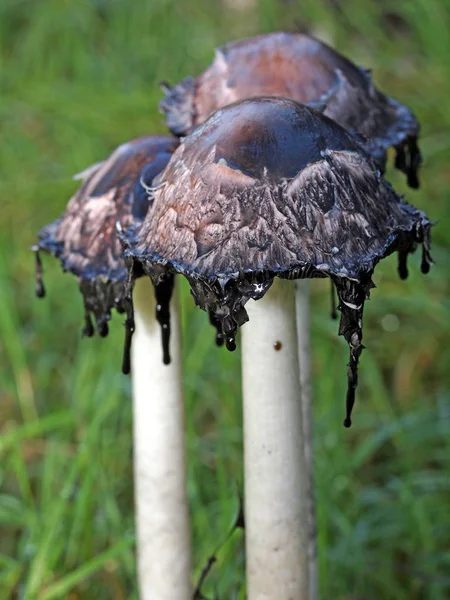 Três cogumelos de tinta — Fotografia de Stock