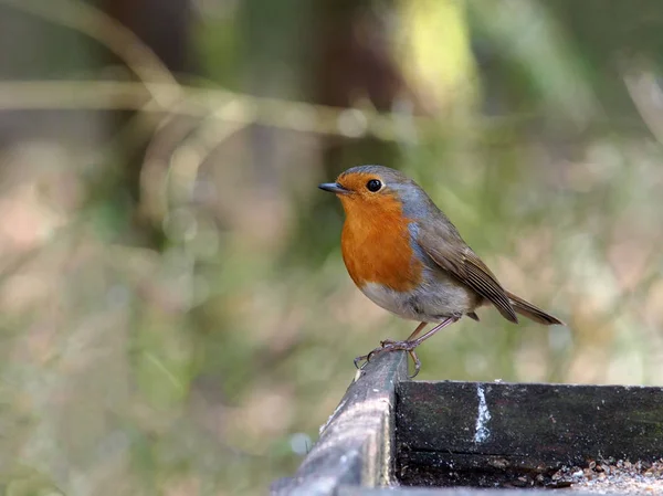 Küçük robin kuş — Stok fotoğraf