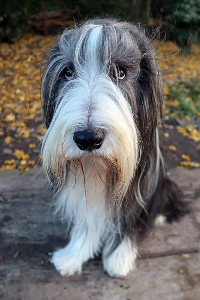 Barbuto Collie cane — Foto Stock