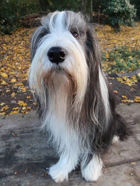 Cão collie barbudo — Fotografia de Stock