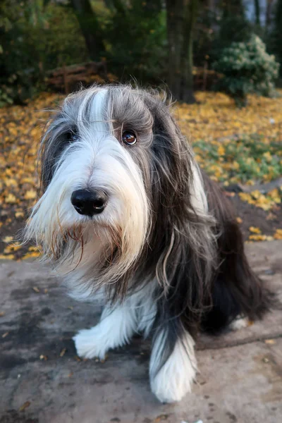 Bearded Collie hond — Stockfoto