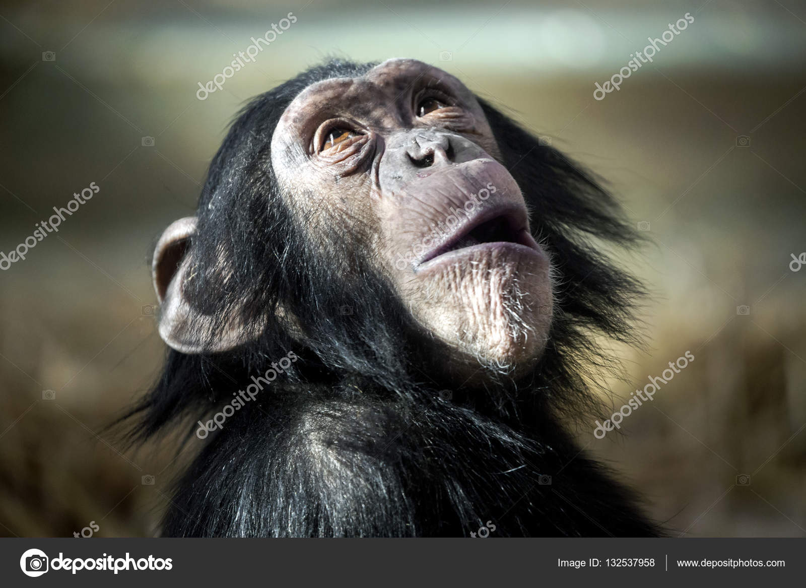 Fotos de Chimpanze, Imagens de Chimpanze sem royalties