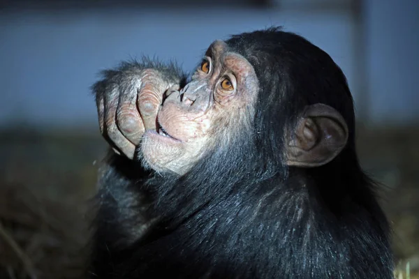 Шимпанзе едят капусту — стоковое фото