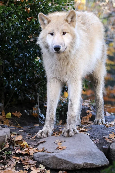 Loup blanc dans l'habitat naturel — Photo