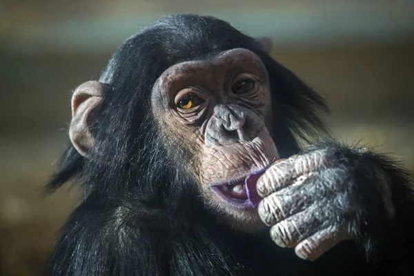 Chimpanzee in nature habitat — Stock Photo, Image