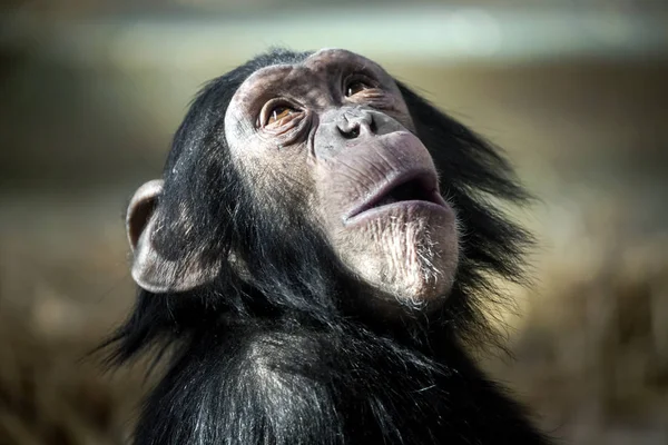 Chimpanzee in nature habitat — Stock Photo, Image