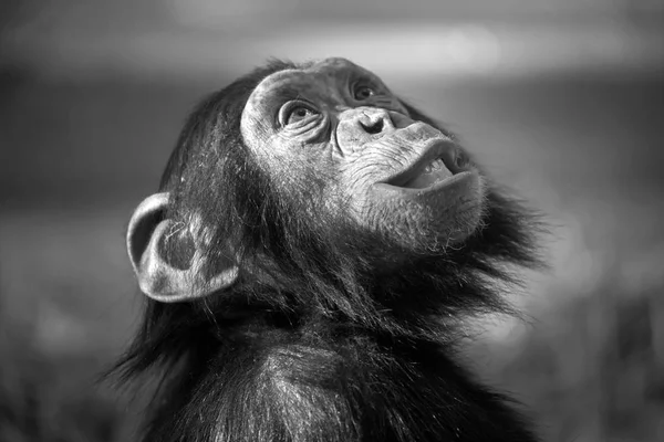 Шимпанзе в природе — стоковое фото