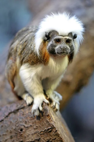 Pamuk en iyi pembe maymun Stock Photos, Royalty Free Pamuk en iyi pembe ...