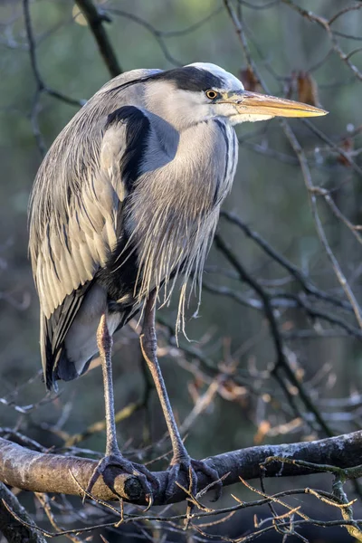 Garza azul pájaro — Foto de Stock