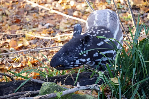 Tapir in nature habitat — Stock Image Tapir in nature habitat Royalty Free Stock Photos