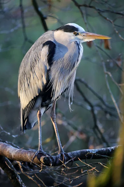 Blue heron bird — Stock Image Blue heron bird Stock Picture