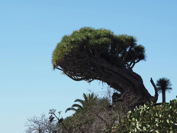 金丝雀岛上的植物 — 图库照片