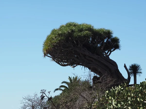 Flora on  canary island — Stock Photo, Image