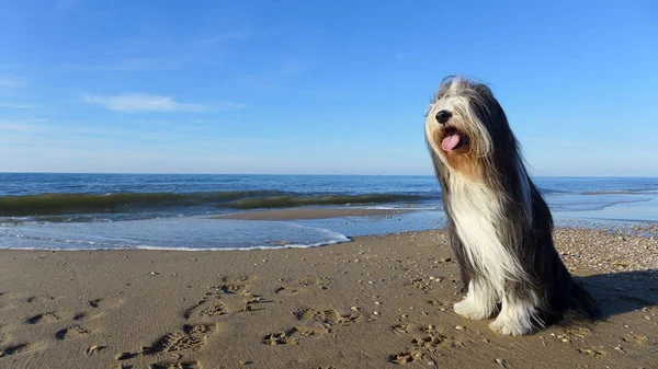 Bärtiger Collie-Hund — Stockfoto